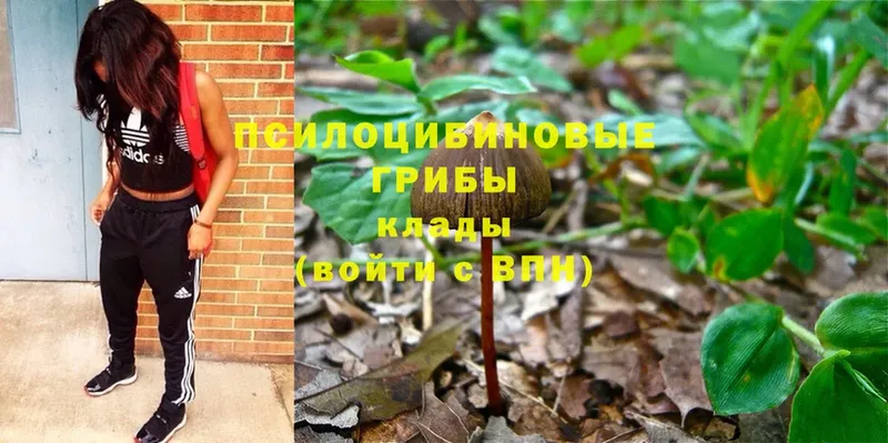 Галлюциногенные грибы MAGIC MUSHROOMS  купить   Карабаново 